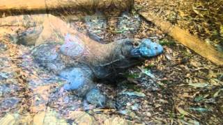 Watch Steve Kilbey Amphibian video