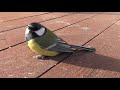 Синица большая - Parus Major. Погладить дикую птицу!