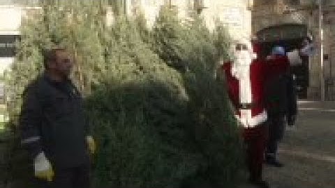 Free Xmas trees to brighten J