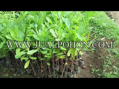 Bibit Tanaman Buah Jambu Mete Ready Stok