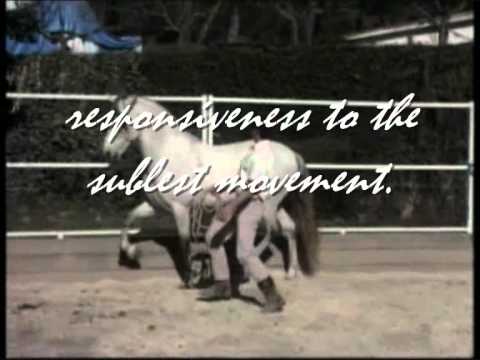 What makes the Lusitano/Andalus...