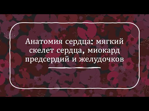 Анатомия сердца: мягкий скелет сердца, миокард предсердий и желудочков