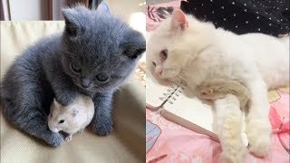 You can't stop laughing and will fail to try not laugh when watching
cat reaction mouse. because act funny run away it sees the mouse ...