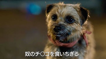 闇堕ちペット犬がクソ飼い主に復讐！オトナ向けペットコメディ映画『スラムドッグス』特報