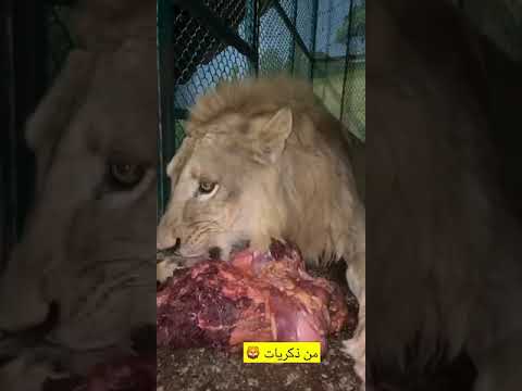 الأسود المسيطرة لها زئير يسمع من على كيلومترات 