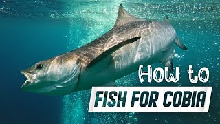 Tips For beginners trying to catch Cobia