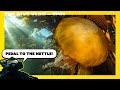 Breakwater you up to  the dive vlog  ep 03  underwater vlogging in monterey bay