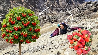 Download Lagu Esmat's Exciting Journey to Collect Mountain Strawberries 🍓🏔️ MP3