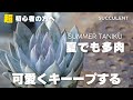 【多肉植物】初心者におすすめ！夏の多肉植物の基本的な育て方！
