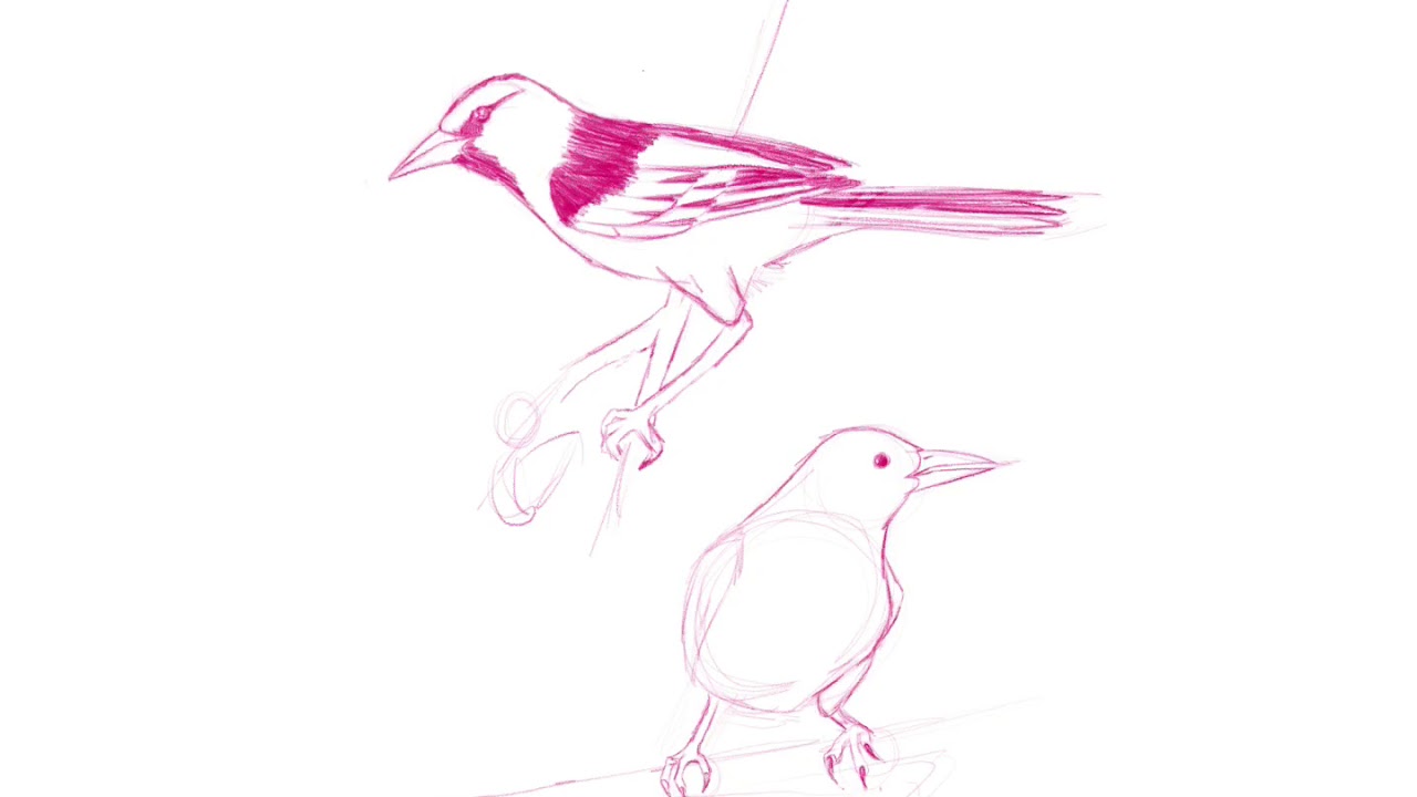 Bullock’s Oriole 