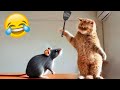 Funniest animals 2024  new funny cats and dogss  part 2