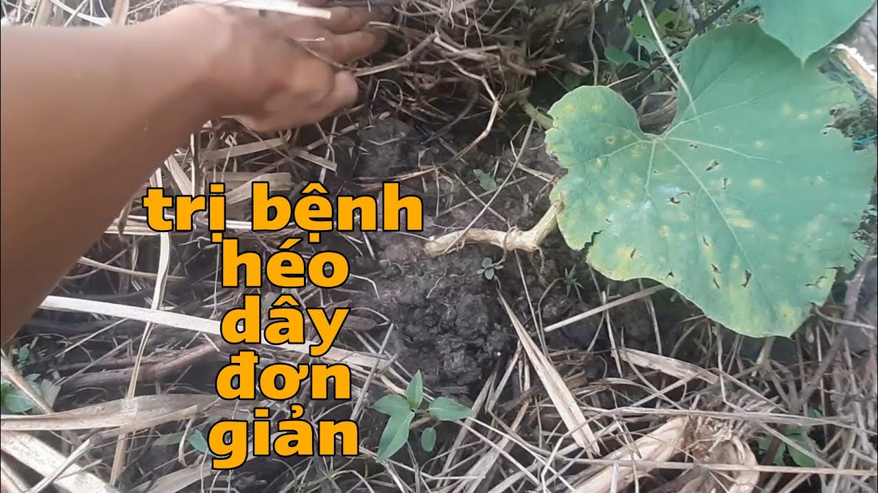 Cách trị bệnh bầu bị thối rễ, héo dây đơn giản không dùng thuốc ai cũng làm được| Vườn Nhà Vlogs