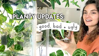 Emotional Houseplant Updates  Plants I'm LOSING + Plants That Are THRIVING