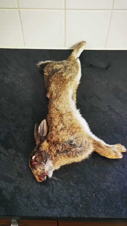 Easy Rabbit Prep Time Lapse. #srp  #rabbit #wildfood #fieldtofork #wildfoodcooking  #game #shorts
