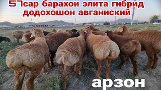 57сар барачахои гибрид бо кушкори авгони