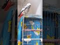 My cute parrot