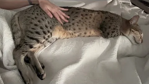 Watch the video about Big F2 Savannah Cat Loves To Cuddle. My Gentle Giant.