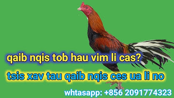 Tsis Xav Tau Qaib Nqis Ces Ua Li No