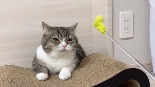 運動嫌いな猫にダイエットさせようとしたらこうなりましたw