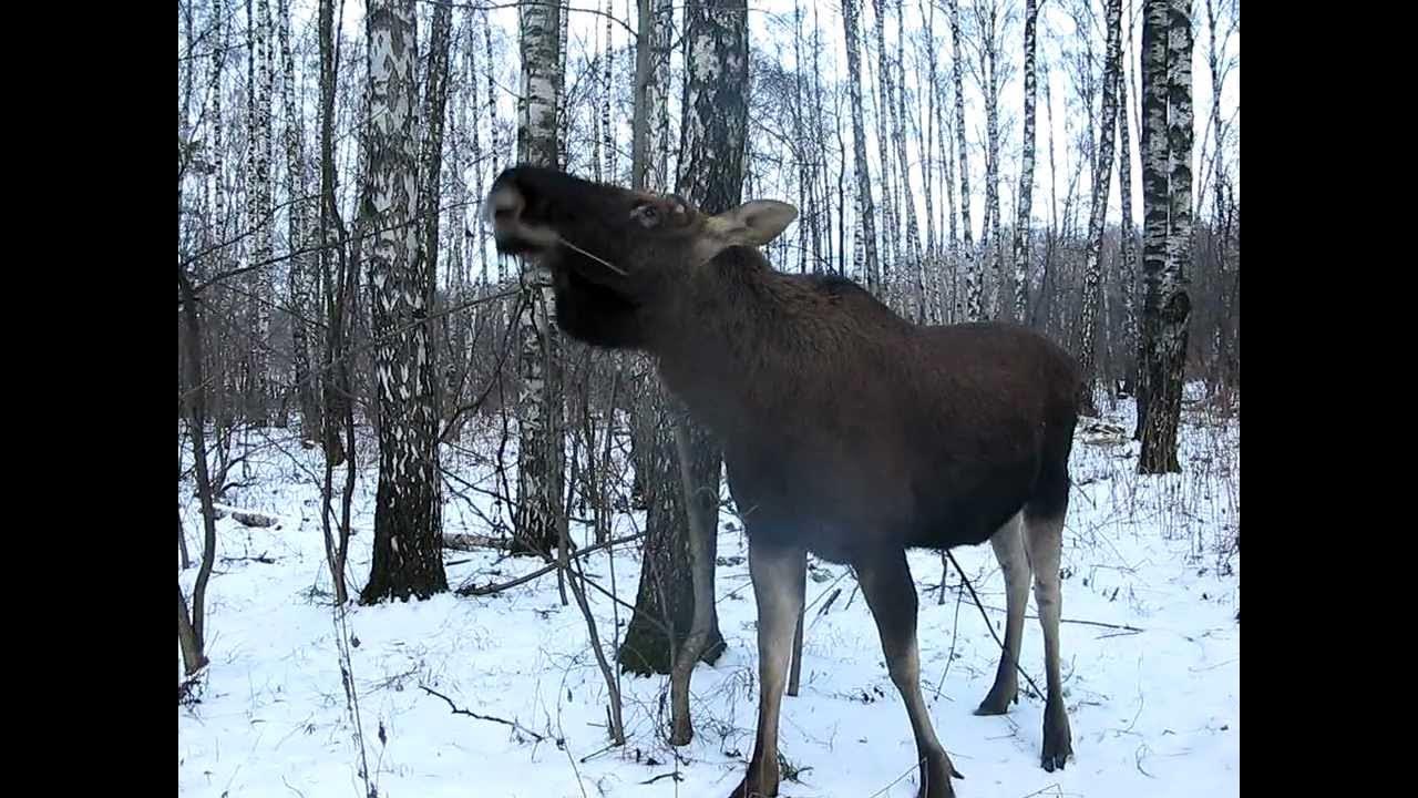 Подходим к лосю