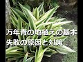 【万年青を地植えにするには？】失敗する原因と対処法、地植えの方法、メリットデメリット、場所が大切【万年青の豊明園】【How to plant OMOTO in the Ground?】Rohdea