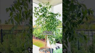 MAJOR Rainbow Tree Update!