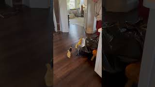Baby Ducks Follow Human Around House