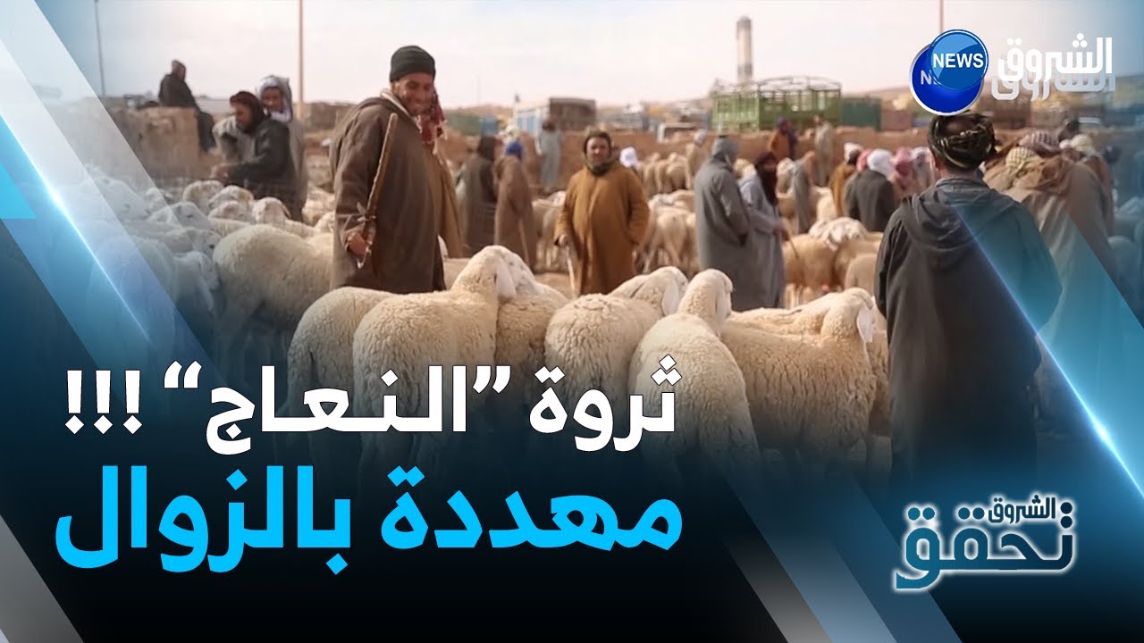 الشروق تحقق  | ثروة 