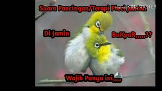 Suara pikat Burung pleci terbaru 2019, di jamin Buka Paruh