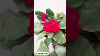 @JohnSky727 flowerspicture short roseflowers gardening
