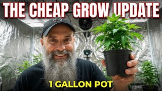 The final cheap grow update #promix #migro #cannabiseducation 