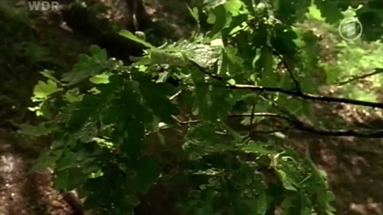 Letztes Lied ~ Ein Gedicht von Mascha Kaléko gesprochen von Julia Koschitz