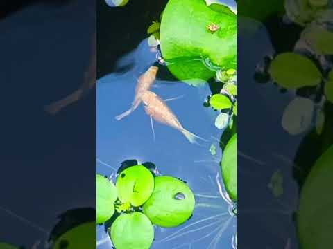 Sakura Balloon Molly #cat #cutecat #singer #aquascape #bettadubai #bettafish