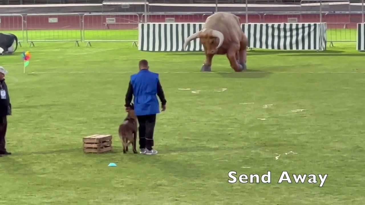 Team Portugal 2023 Mondioring World Championship MR1 Grand Prix