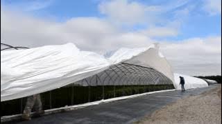 Poly Removal Boxwood Fields