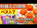 【ガーデニング】これから植えても間に合う秋植え球根ベスト7【春の花】球根の植え込み時期と開花時期もわかりやすく説明！可愛いお花がたくさん咲きますよー【園芸】秋植えの花