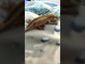 I want to cry for me jackpot gecko 