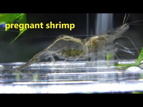 will ghost shrimp have babies