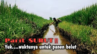 Download Lagu PARIT ATAU SAWAH‼️ BELUTNYA SAMA-SAMA SANGAT MELIMPAH  MP3