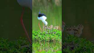 Protecting the little ones! 🐥🥰 #ShortsFeed#CuteBirds #NatureMoments #Love #TrendingNow #ShortsVideo