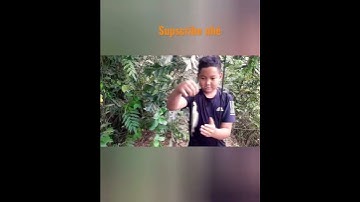 câu cá thác lác bằng mồi trùng #shorts