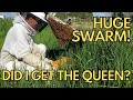 HUGE Honey Bee Swarm Capture! Did I Get The Queen???