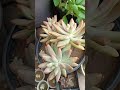 suculenta #planta #naturaleza