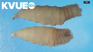 New World Screwworm detected 90 miles from Texas-Mexico border