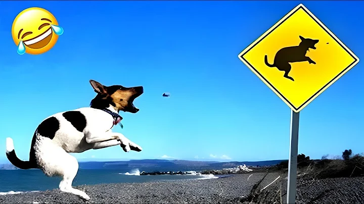 Watch the video about Cats are more affectionate than you might think😁1 hour of FUNNY Pet Fails😻#12