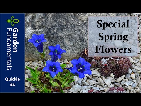 Special Flowering Plants You&rsquo;ll Want to See ⏳⌚️⌛️ Garden Quickie #4