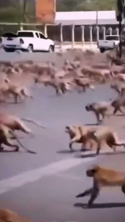 Dogs vs monkeys street war for territory.#war #animals #dogs #monkey #dog #fight #nationalgeographic