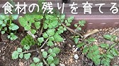 9 Vegitables To Grow In A Shady Space Youtube