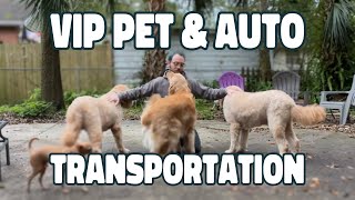 New York to Florida with Poodles! + UPDATE On Transportation Business