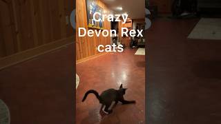 Crazy cats #devonrex #crazy #funny #cats #shorts